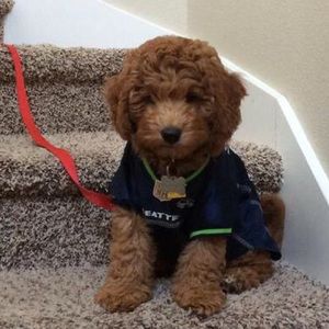 Meet your Posher, Sara